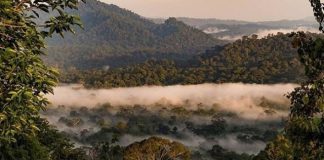Lạc vào thung lũng Danum Malaysia, khám phá thiên nhiên hoang dã
