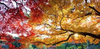 Chiêm ngưỡng vẻ đẹp của vườn quốc gia Shinjuku Gyoen nổi tiếng Nhật Bản